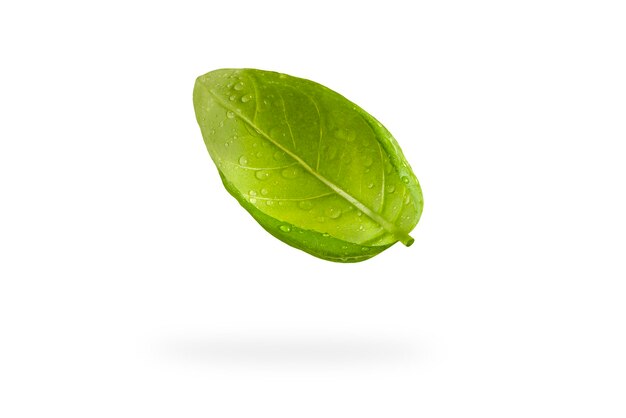 Feuilles de basilic frais sur fond blanc isolé. Une feuille de basilic vert avec des gouttes d'eau tombe projetant une ombre. Isolat vierge pour insérer un brouillon ou une étiquette.