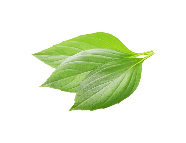 Feuilles de basilic frais sur fond blanc