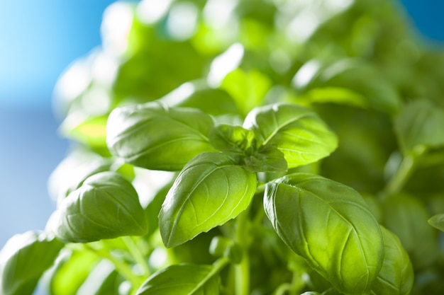 Feuilles de basilic frais fond d'herbe