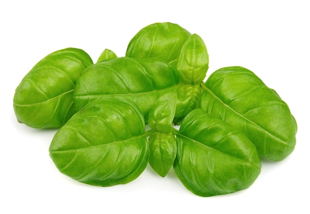 Feuilles de basilic frais isolés sur fond blanc