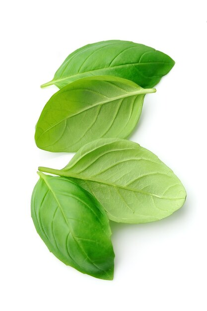 Feuilles de basilic frais isolés sur fond blanc.