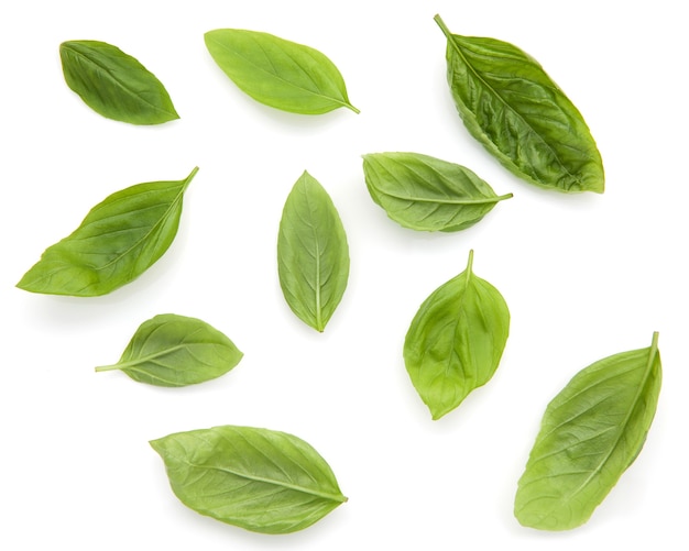 Feuilles de basilic frais isolés sur fond blanc.