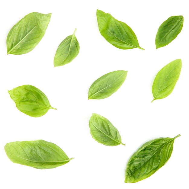 Photo feuilles de basilic frais isolés sur fond blanc.