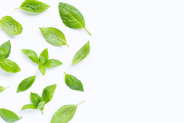 Feuilles de basilic frais sur une surface blanche