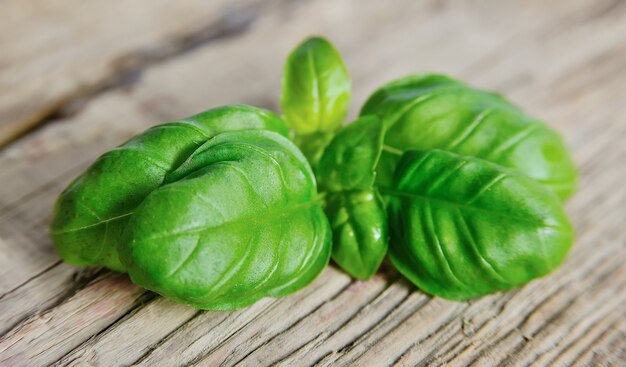 Feuilles de basilic frais sur des tables en bois