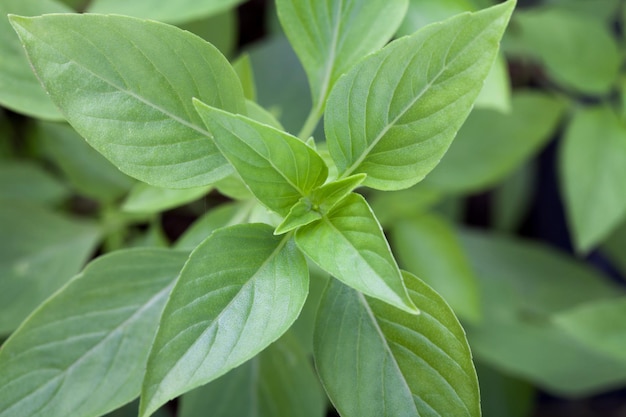 Feuilles de basilic frais