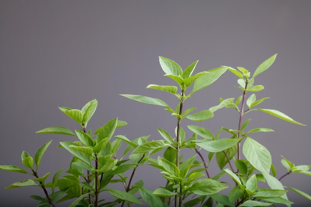 Feuilles de basilic frais