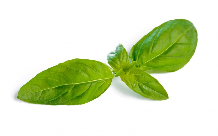 Feuilles de basilic isolées sur blanc