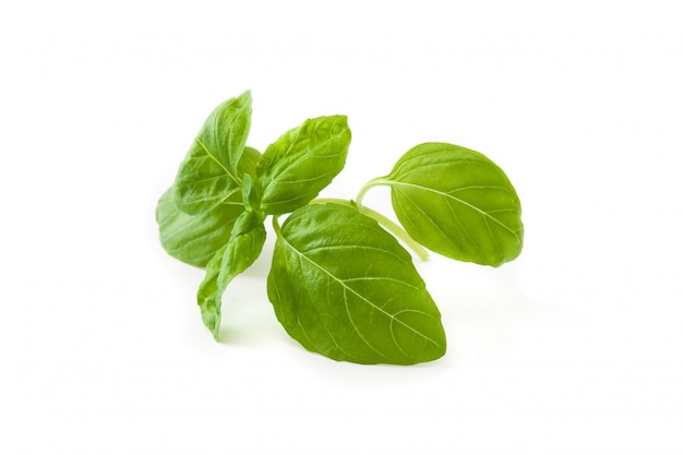 Feuilles de basilic isolés sur blanc