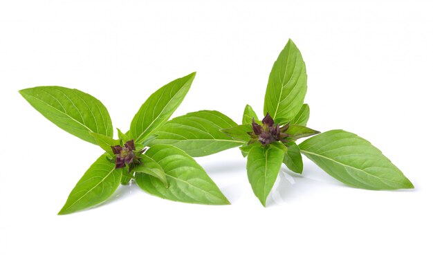 Feuilles de basilic isolés sur blanc