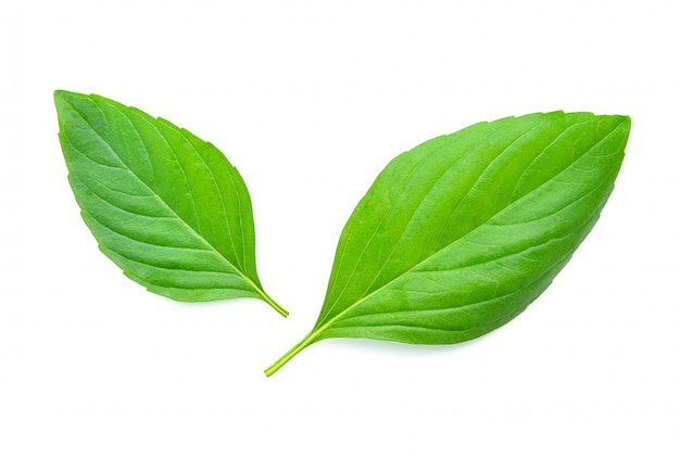 Feuilles de basilic isolés sur blanc.