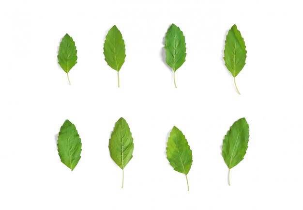 Feuilles de basilic isolés sur fond blanc. Vue de dessus