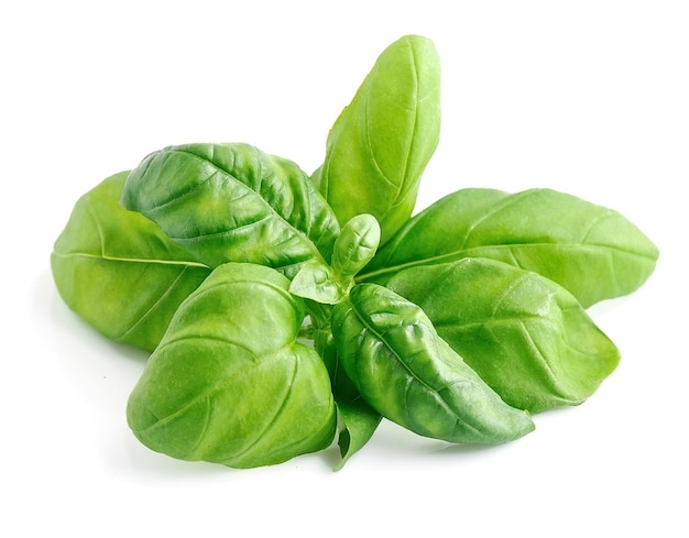 Feuilles de basilic isolés sur fond blanc