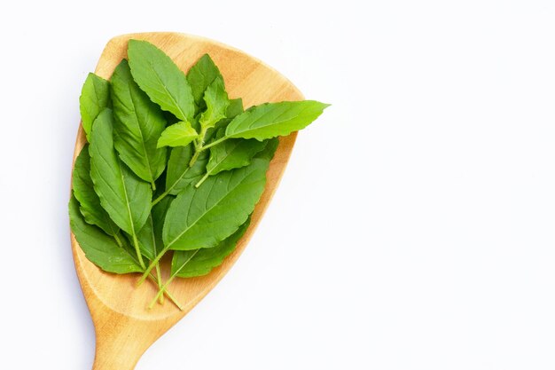 Feuilles de basilic sacré sur cuillère en bois