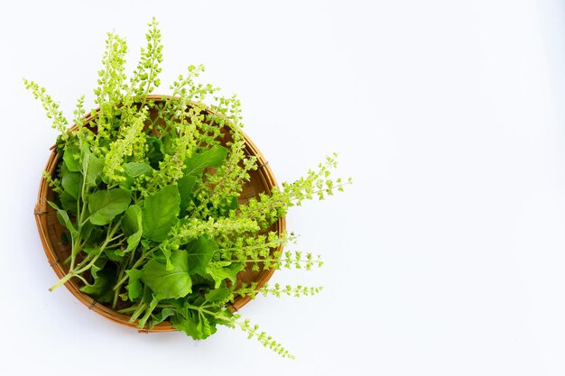 Feuilles de basilic sacré sur fond blanc