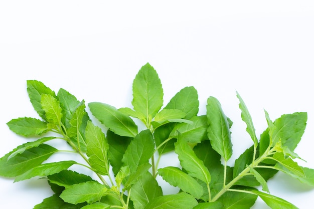 Feuilles de basilic sacré sur fond blanc.