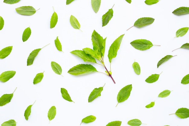 Feuilles de basilic sacré frais sur blanc.