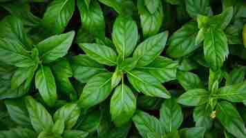 Photo les feuilles de basilic sacré isolées