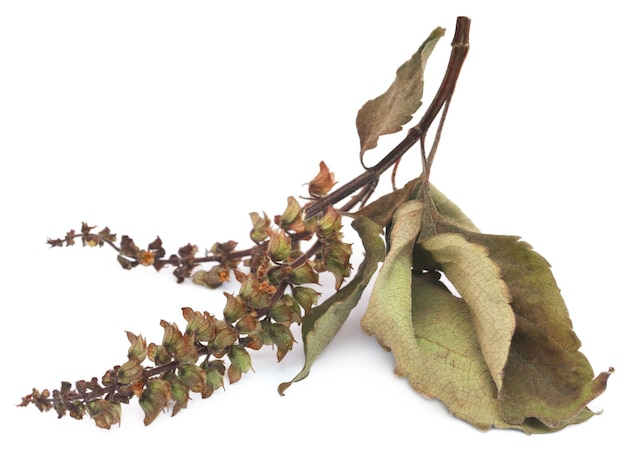 Feuilles de basilic sacré sec ou de tulsi avec des fleurs sur fond blanc