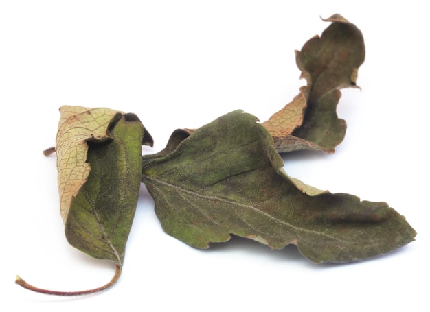 Feuilles de basilic sacré sec ou de tulsi sur fond blanc