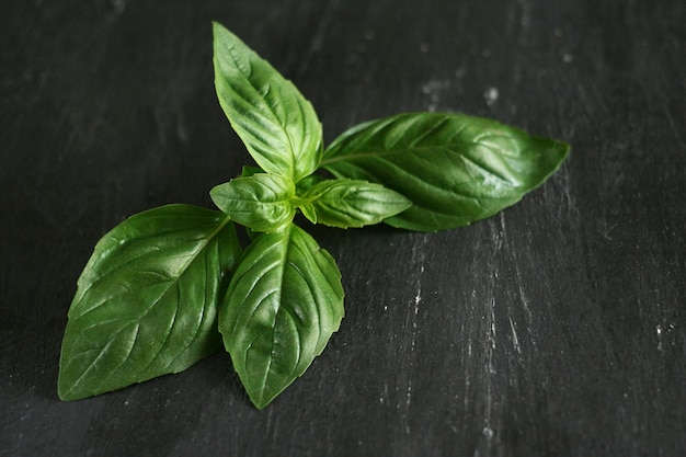 Les feuilles de basilic se trouvent sur une table en béton sombre Minimalisme