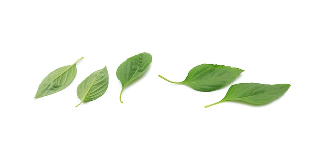 Feuilles de basilic thaï isolés sur fond blanc