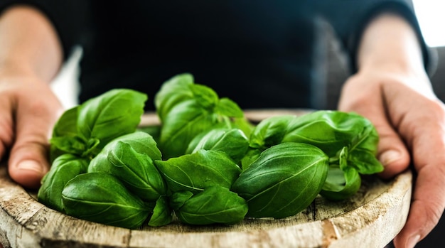 Feuilles de basilic vert frais sur une planche de bois dans les mains vue rapprochée