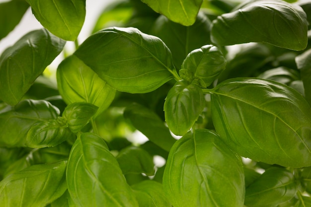 Les feuilles de basilic vert juteux sont proches de la nourriture macro saine