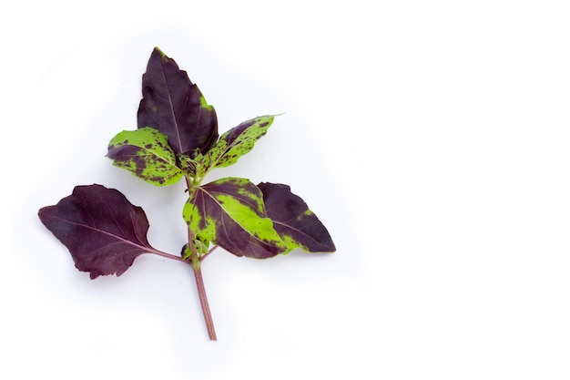 Feuilles de basilic vert violet sur fond blanc