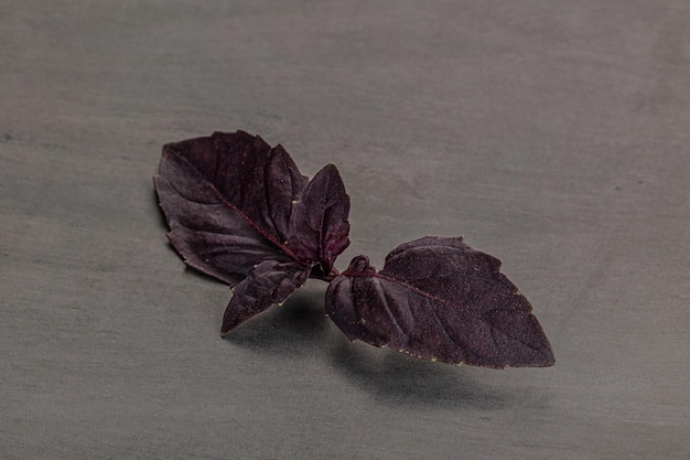 Feuilles de basilic vierges et brutes provenant de l'agriculture biologique