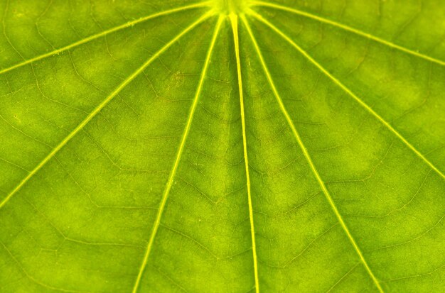 Feuilles de Bauhinia, arbre légumineux hybride