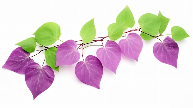 Les feuilles de Bauhinia purpurea vertes