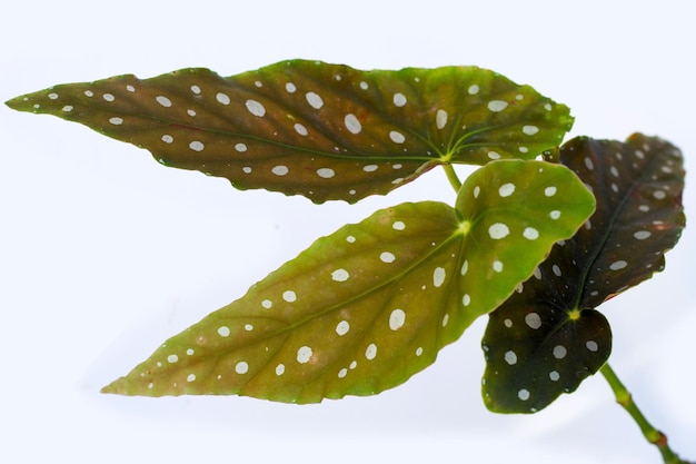 Feuilles de Begonia maculata sur fond blanc