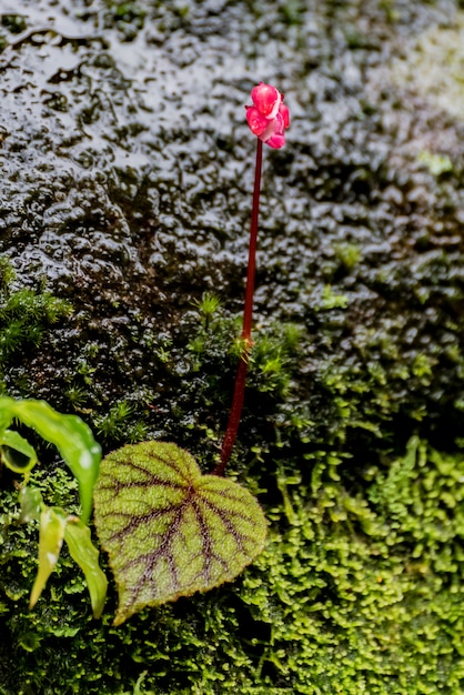 Feuilles de bégonia sur le rocher