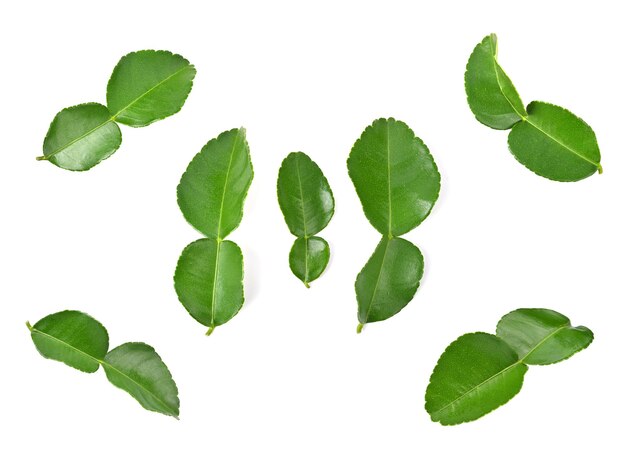 Feuilles de bergamote isolées sur une plate-forme blanche