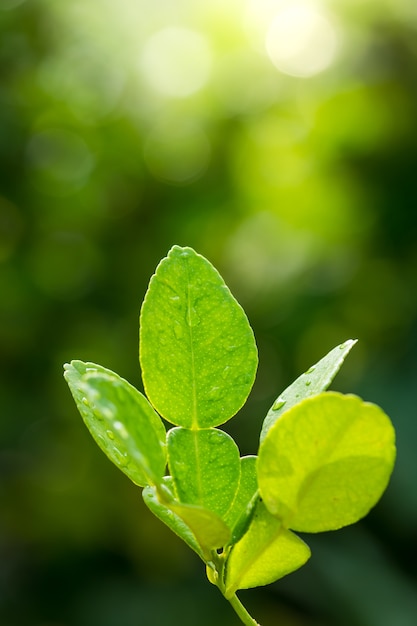 Les feuilles de bergamote sont sur les arbres