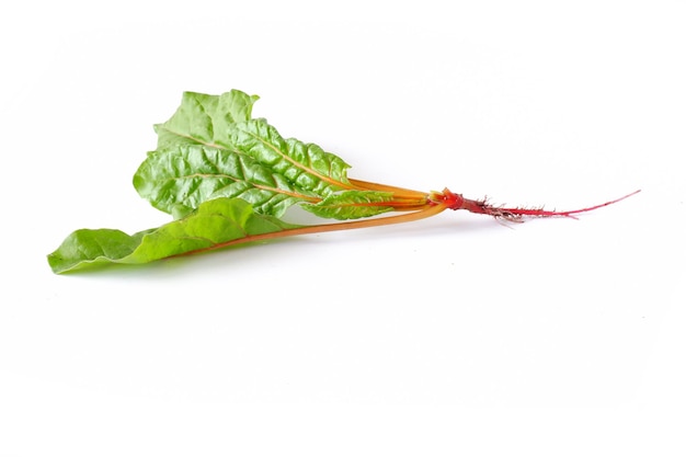 Feuilles de bette à carde orange sur fond blanc. Gros plan de plantes comestibles utiles. Récolte de betteraves à feuilles.