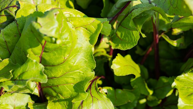 Feuilles de betterave rouge dans un jardin. Fond de feuilles de betterave