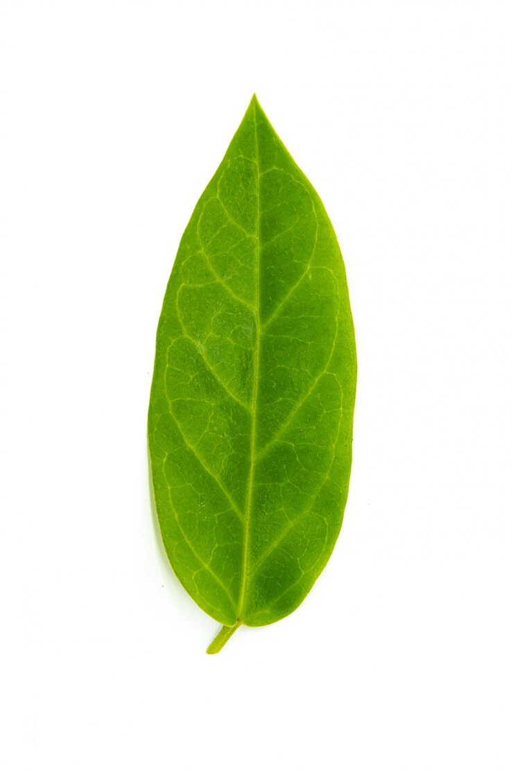 Photo feuilles sur un blanc