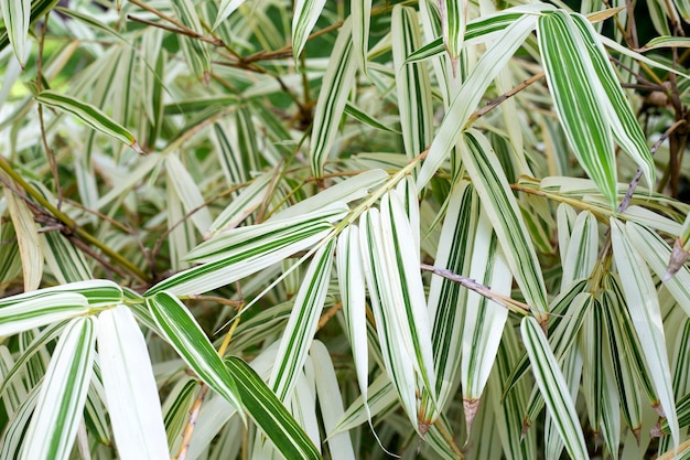 Feuilles blanches et vertes de bambou Plantes panachées