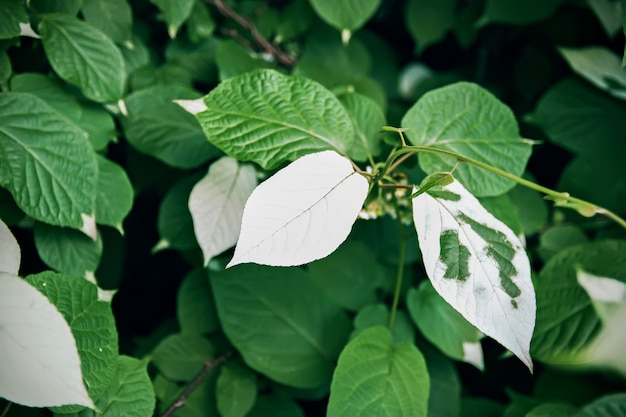 Feuilles blanches et vertes de plante grimpante Actinidia kolomikta, Actinidiaceae ou kiwi rustique à feuilles panachées.