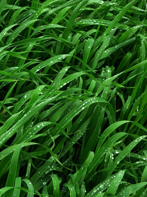 Feuilles de blé vert foncé avec des gouttes de pluie après la pluie