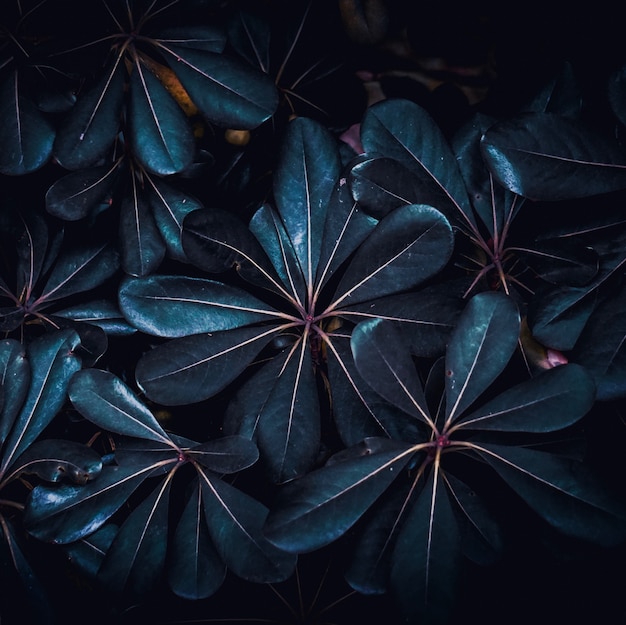 feuilles bleues