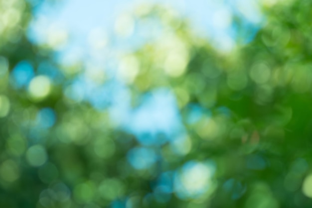 Feuilles bokeh pour le fond de la nature Fond vert bokeh