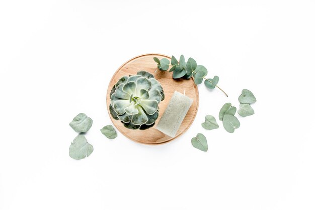 feuilles de bougie succulentes vertes d'eucalyptus isolées sur fond blanc vue de dessus à plat
