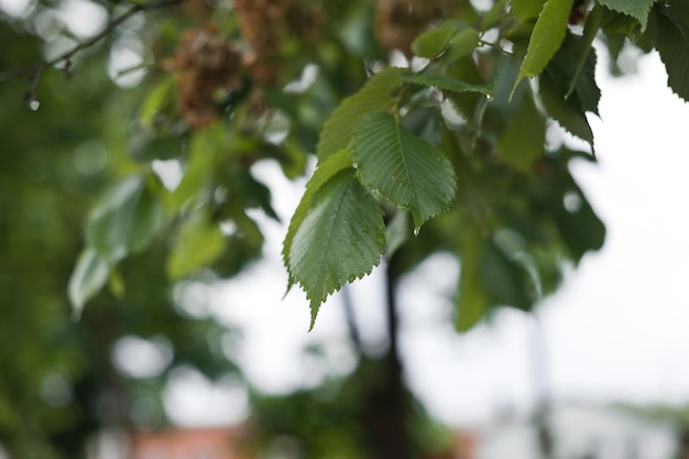 Les feuilles de bouleau au soleil après la pluie 2849