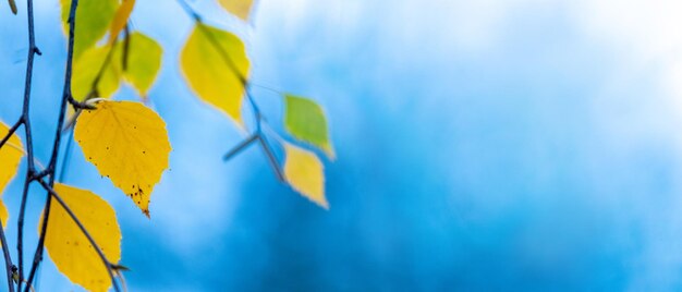 Feuilles de bouleau d'automne colorées sur un espace de copie de fond clair