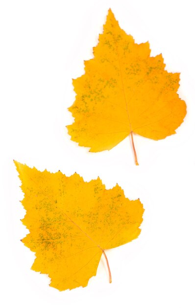 Feuilles de bouleau d'automne isolés sur surface blanche