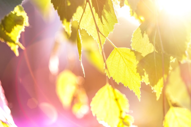 Feuilles de bouleau de fond abstrait dans les rayons du soleil