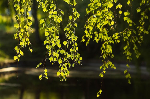 Feuilles de bouleau en fond de jour d'été